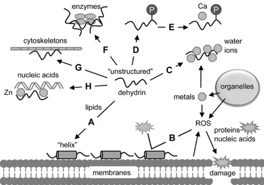 Fig.  2.1  Functions  of  dehydrins  with  experimental  evidence.  Functions  are  represented  by  A–H