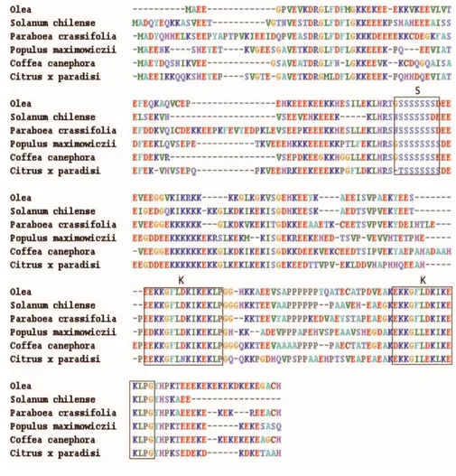 Figure  5.3  Amino  acid  alignment  of  predicted  protein  OesDHN  with  homologues  from  other  plant  species   performed  with  the  NCBI  database