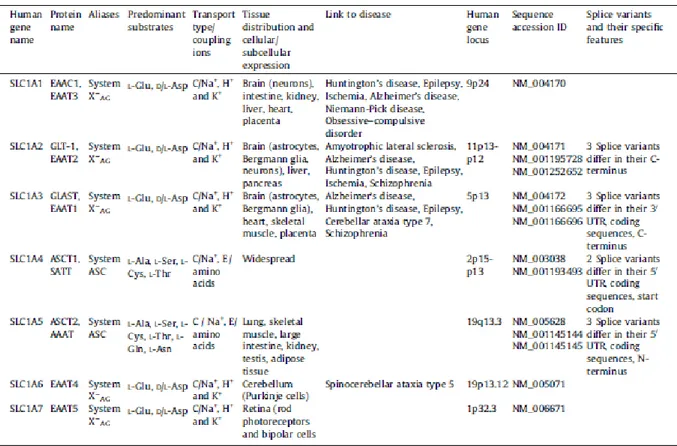 Table 1: SLC1: the high-affinity glutamate and neutral amino acid transporter family. (Adapted from Kanai Y