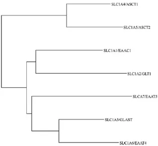 Fig. 2: Phylogenetic tree of the seven human SLC1 family members. (Adapted from Kanai Y