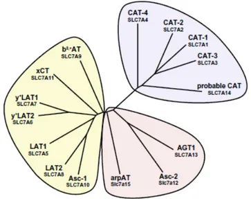 Fig. 4:  Phylogenetic tree of SLC7 family members. The SLC7 family is composed of the CATs and the light 