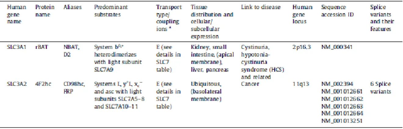 Table 2: SLC3 – heavy subunits of the heteromeric amino acid transporters. (Adapted from Fotiadis D