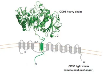 Fig. 7: schematic representation of CD98/light chain. (Adapted from Cantor J.M. et al., CD98 at the crossroads 