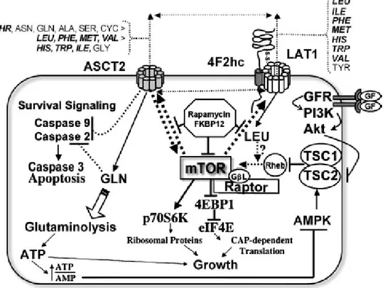 Fig. 8:  relationship of ASCT2, LAT1 and mTOR in the growth and survival of cancer cells