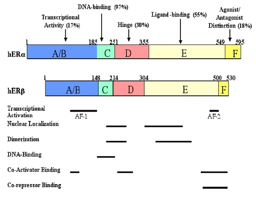 Fig. 1.4 I due sottotipi di ER, ERα e ERβ, mostrano elevata omologia nel DBD, mentre presentano omologia inferiore 