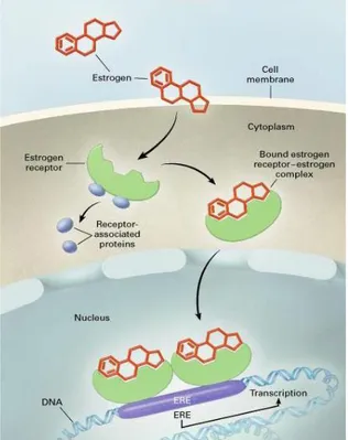 Figura 1.6  Illustrazione del classico meccanismo genomico attraverso cui gli estrogeni  attivano la trascrizione genica 