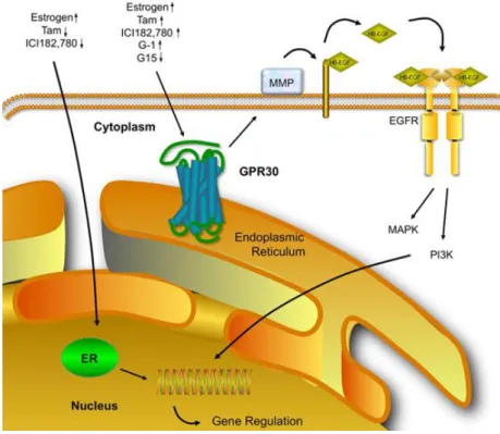 Figura 1.7  Meccanismi di trasduzione del segnale estrogenico attraverso GPER
