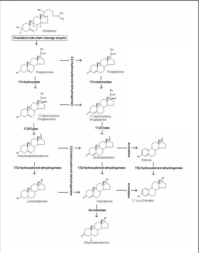 Figure 4. Steps in steroidogenesis leading to androgens and estrogens production. 