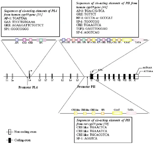 Figure 7. Structure of the human Cyp19 gene showing the various untranslated first exons and their  corresponding promoters