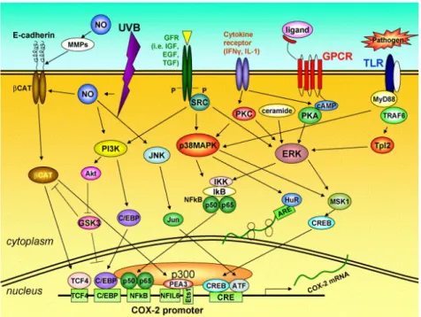 Figure 12. Signalling  pathways involved in the regulation of COX-2 expression. 