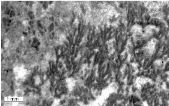 Figura 3.5. Microstruttura dendritica, in microbialiti attuali, riferibile ad un potenziale analogo della  forma cambriana Epiphyton (Laval et al., 2000)