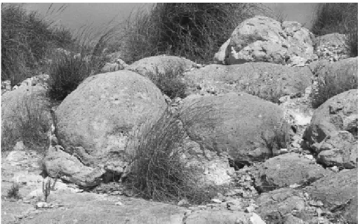 Figura 3.2. Stromatoliti a duomo del Messiniano, Joyazo (Spagna). La larghezza dei duomi è di circa 1m  (Riding, 2000)