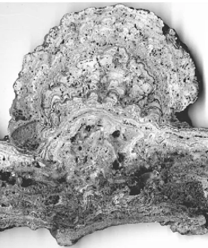 Figura 3.3. Sezione di una stromatolite attuale proveniente da Lagoa Salgada, Brazil (Srivastava, 1999 ) 