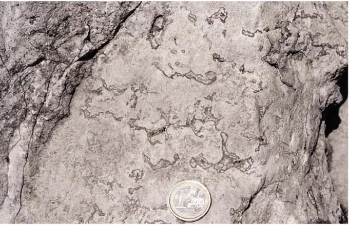 Figura 5.7. Boundstones trombolitici con numerose cavità (fenestrae) bordate da frange isopache di  cemento fibroso e riempite da cemento spatico a mosaico secondario