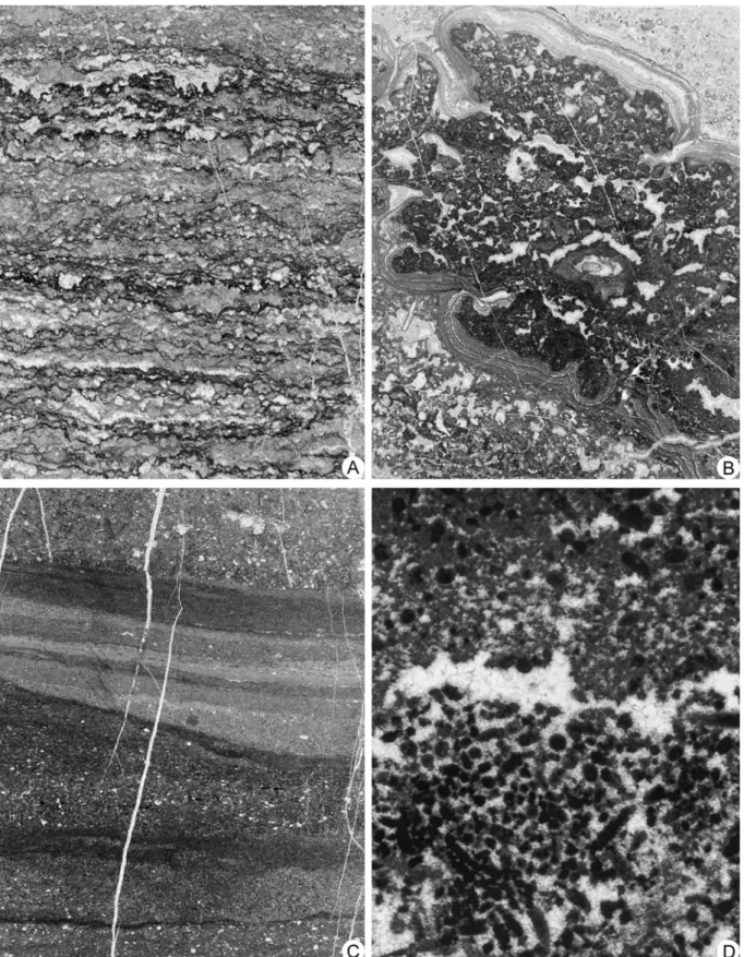 Figura 5.13. Alcune microfacies nella sezione “Monte Carpinoso”. (A) Laminazione stromatolitica  caratterizzata da una fitta alternanza di lamine irregolari micritiche e microsparitiche