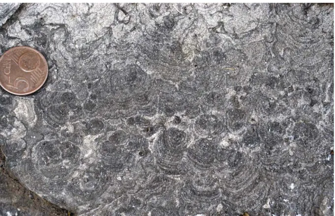 Figura 5.20. Superficie di strato nella quale si osservano stromatoliti globose a piccola scala