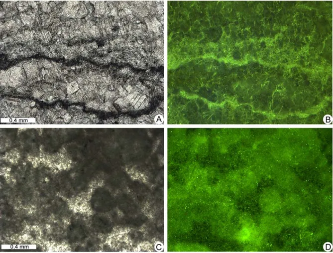 Figura 7.8. Fabrics microbialitici in luce trasmessa e fluorescente. (A) Sottili lamine stromatolitiche nere  (Dolomite Tipo 1) separate da cristalli di dolomite chiari del Tipo 3