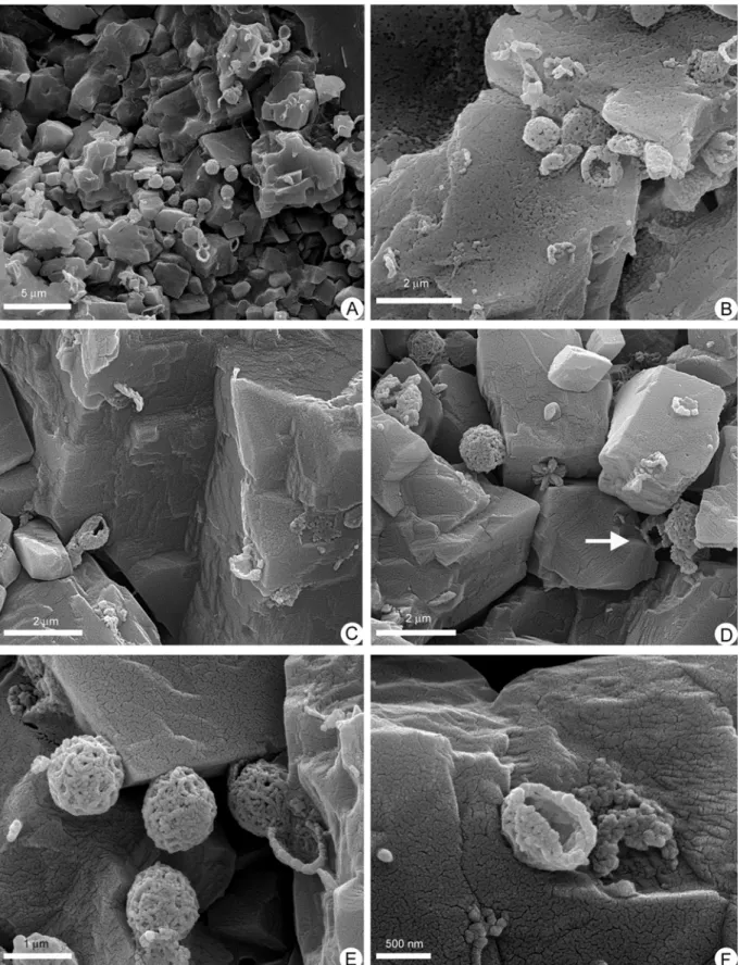 Figura 8.3. Immagini al SEM di strutture microscopiche, interpretate come di natura biogenica, all’interno  di stromatoliti triassiche