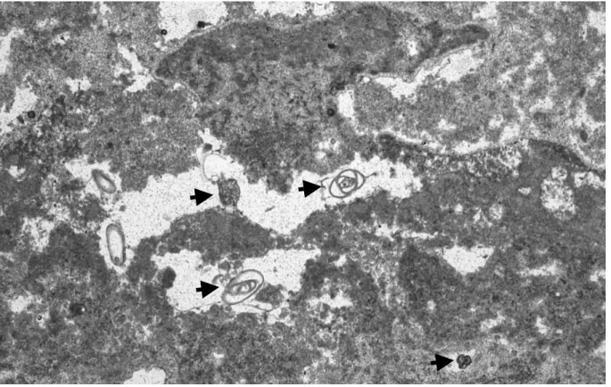 Figura 9.11. Grani alloctoni, perlopiù foraminiferi ed intraclasti (frecce), intrappolati nelle fenestrae della  laminazione stromatolica