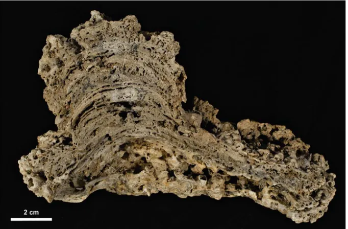 Figura 9.4. Sezione di una stromatolite a cavolfiore (cfr Fig. 9.2), privata del rivestimento esterno  rappresentato dal microbial mat, proveniente da Lagoa Vermelha