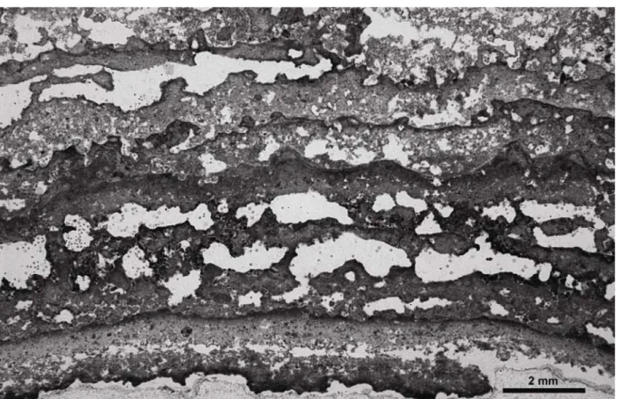 Figura 9.6. Sezione sottile di una porzione di lamine stromatolitiche irregolari, caratterizzate da numerose  cavità allineate ed alternate a bande più dense a struttura peloidale