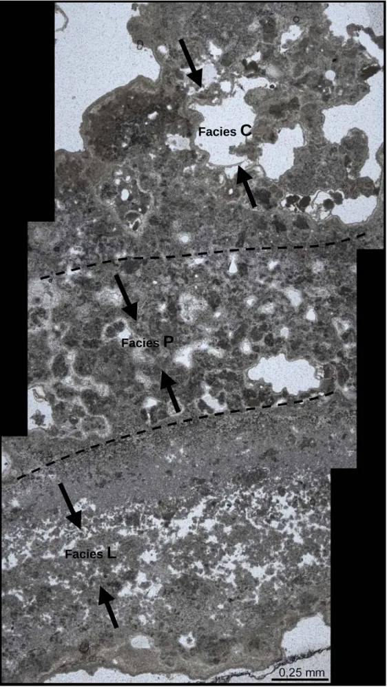 Figura 9.7. Microfacies in sezione sottile di lamine stromatolitiche. Le linee tratteggiate indicano  l'andamento generale della laminazione e delimitano le diverse tessiture