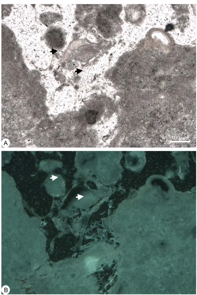 Figura 9.10. Pellicole e filamenti organici tubiformi (frecce) all’interno di una cavità delle stromatoliti;  veduta dello stesso campo in luce trasmessa (A) e in autofluorescenza (B)