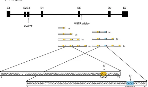 Fig. 1. A schematic representation of the SIRT3 gene showing the positions of the G477T marker previously identified [15] and the VNTR discovered in the present study
