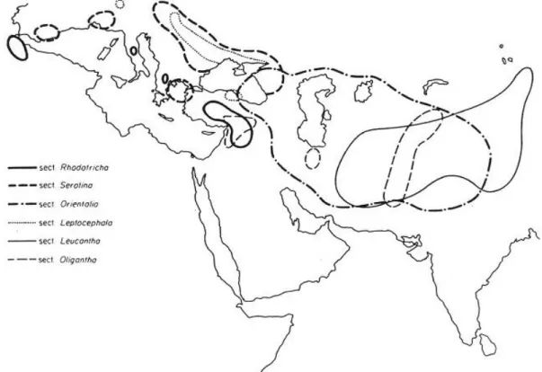 Fig.  8.  Area  di  distribuzione  delle  6  sezioni  più  primitive,  da  notare  la  distribuzione  in  area  Mediterranea ed Asia occidentale (Richards, 1973)
