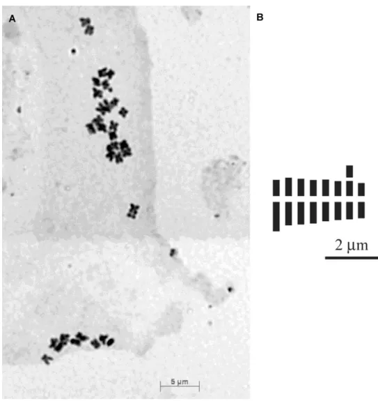 Fig. 25. Taraxacum pollinense sp. nov.: piastra metafasica ottenuta da schiacciamento di apici  radicali 2n = 32 (A); idiogramma aploide (B)