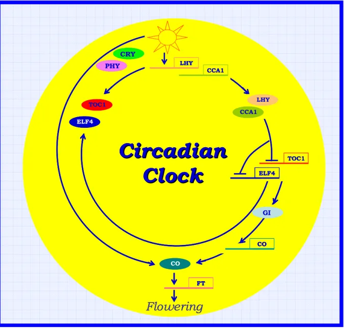 Figure 10: Model of the flowering circadian system of Arabidopsis (from Hayama and  Coupland, 2004, modified)
