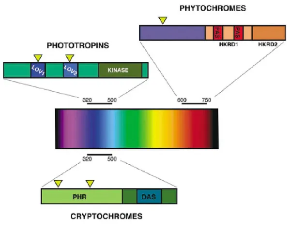 Figure 1. The plant photoreceptors.  