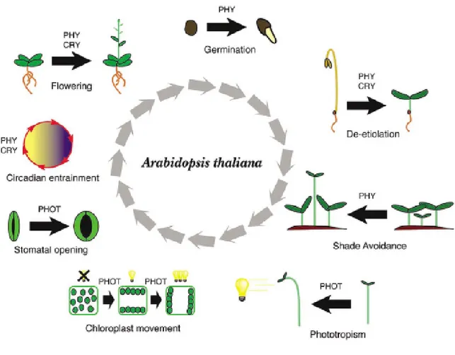 Figure 2. Light-regulated development in the model plant species Arabidopsis thaliana