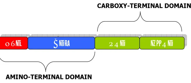 Figure 3. Domain structure of Arabidopsis phytochromes.  