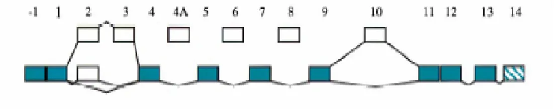 Fig. 3. Schematic representation of the TAU gene. Alternatively spliced exons 2,3 and 10 are shown above 