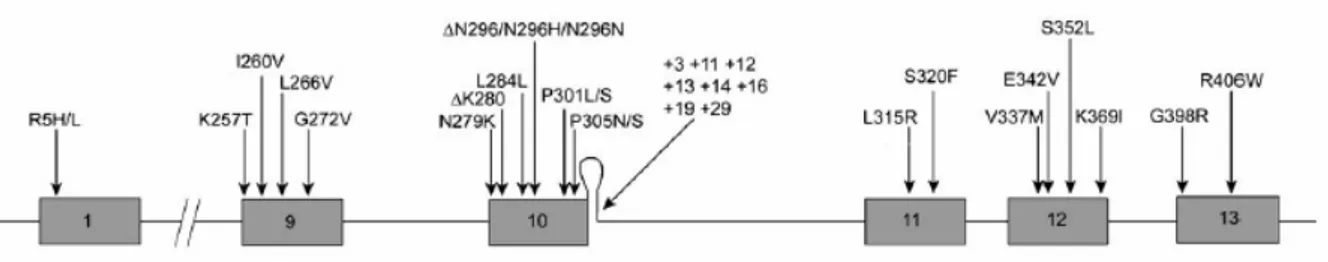 Fig. 5 Mutations in the TAU gene associated with FTDP-17. Exons 1 and 9–13 of the TAU gene are 