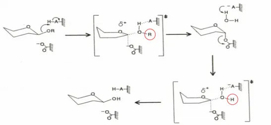 Fig. 1. Hydrolysis of the glycosidic bond. In most cases, this reaction is performed by two