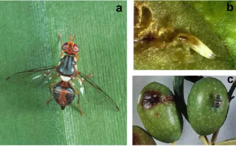Fig. 3. Fly female (Bactrocera oleae) during the attack on olive fruit. By the ovipositor, located
