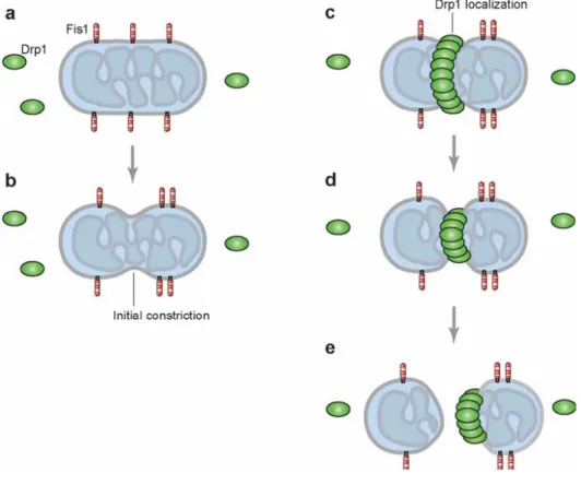 Fig. 2  Schematic representation of mitochondrial fission. Mitochondrial fission by Fis1 and Drp1