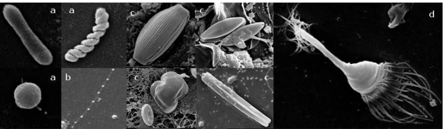 Fig. 6 -  Immagini al SEM di alcuni microrganismi presenti in un biofilm marino: (a) batteri, (b) funghi, (c) diatomee, (d) protozoi 