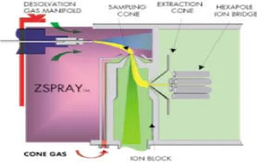 Figure 1.1 schematic diagram of the Z-spray ™ ion source displaying the flattened Z-shaped path of ions entering the mass spectrometer courtesy of the Waters Corporation .