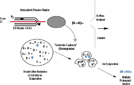 Figure 1.2 schematic diagram of the electrospray process; permission of the Waters Corporation 