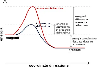 Fig. 1: Profili energetici di una reazione in presenza ed in assenza di un enzima 