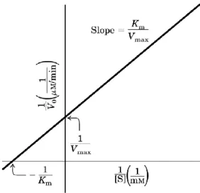Fig. 3: Diagramma di Lineweaver-Burk o dei doppi reciproci 