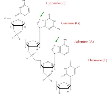 Figure 1.2: GN7 and AN7 binding sites in ds DNA. 