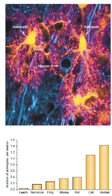 Fig. 1.1 Organizzazione spaziale di astrociti e neuroni nella corteccia. (A) I neuroni  della corteccia di ratto sono marcati con un anticorpo per la proteina associata ai  microtubuli 2 (MAP-2; blu), mentre gli astrociti esprimono la proteina EGFP sotto i