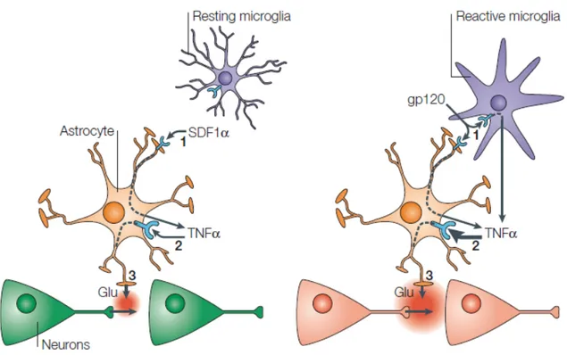 Fig. 1.2 Ruolo della microglia nella conversione del rilascio di glutammato indotto  dalla stimolazione del CXCR4 nel pathway neurotossico del neuro-AIDS
