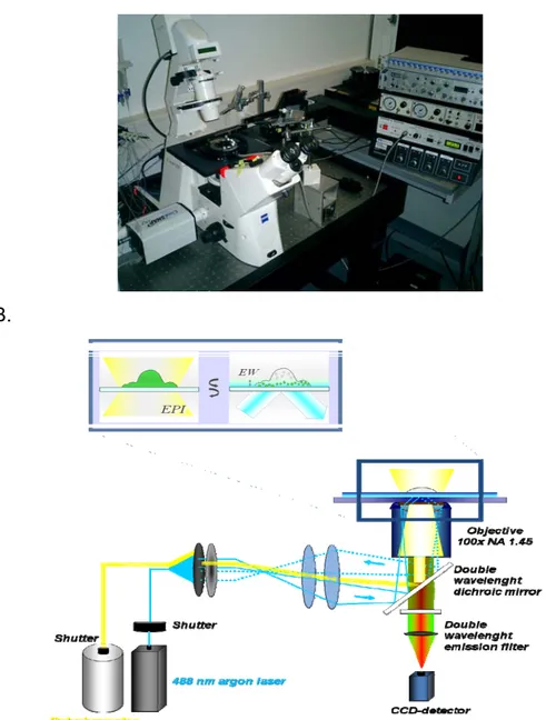 Fig. 2.1 (A) Immagine del setup “Dual Shutter”  EPI/TIRF imaging e (B)  sua  rappresentazione schematica