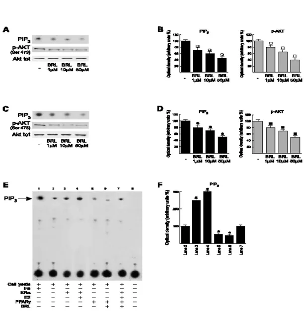 Fig. 2 . BRL negatively interferes with PI3K/AKT pathway in MCF7 cells 