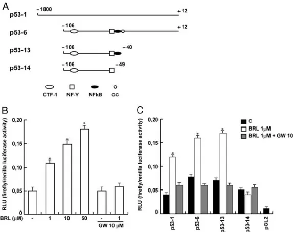 Fig. 6 Effects of BRL on p53 gene promoter-luciferase reporter constructs in MCF7 cells